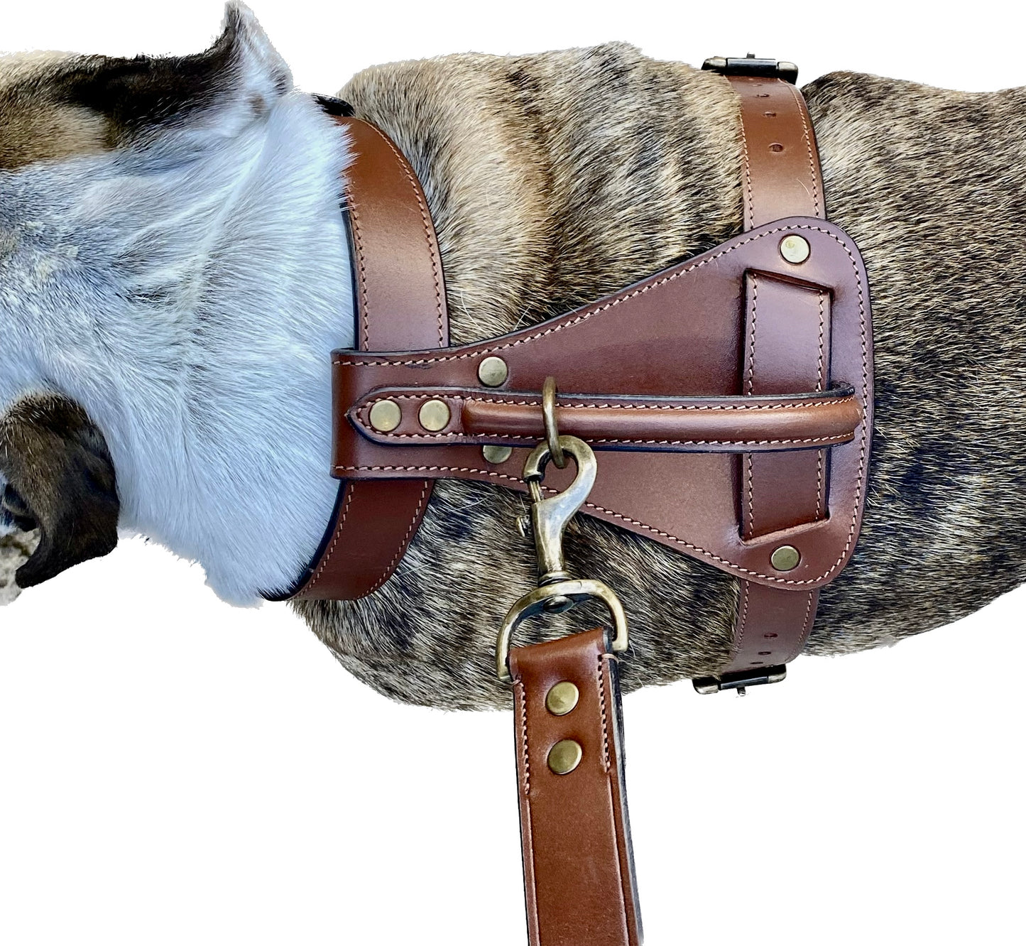 Dog Harness