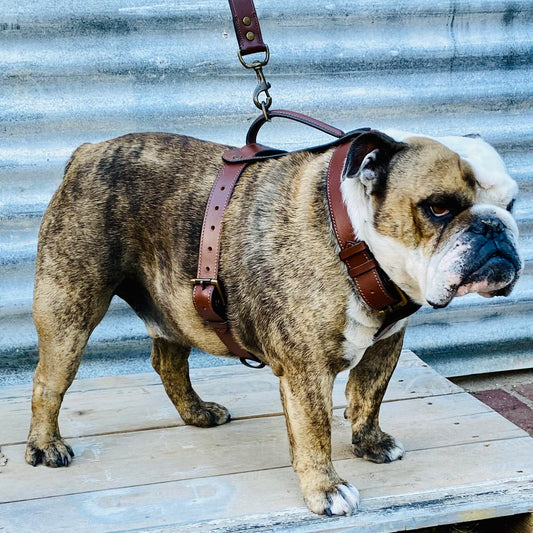 Dog Harness
