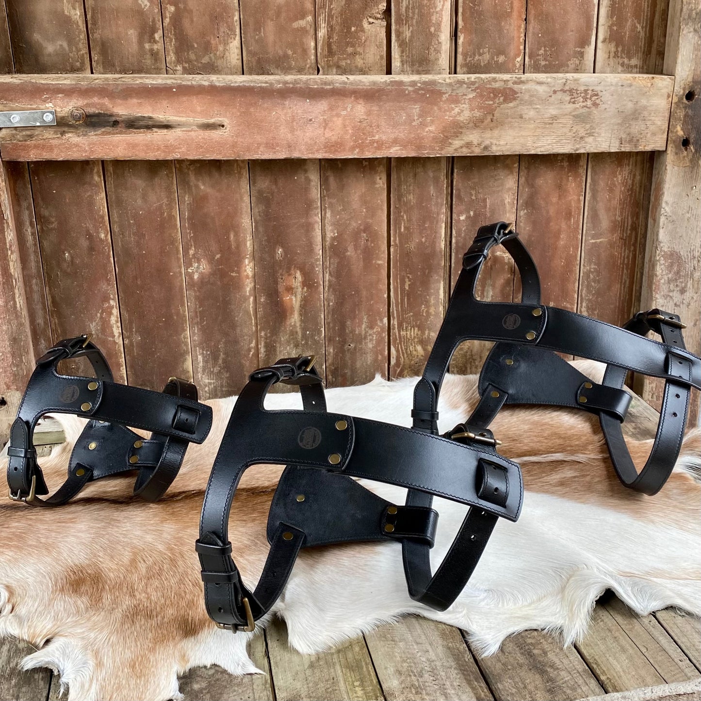 Dog Harness